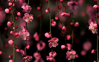 Pink Cherry Blossoms Hanging Branchs HD Wallpaper