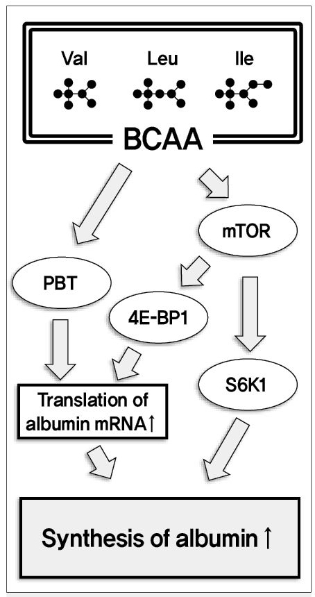 BCAA알부민합성과정