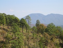 Michoacana Pines 2 06