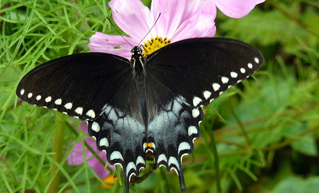 Image: Butterfly 'Eyes', by Thomas and Dianne Jones on Flickr