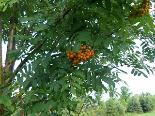 Sorbier décoratif - Sorbier des montagnes - Sorbier plaisant - Sorbus decora