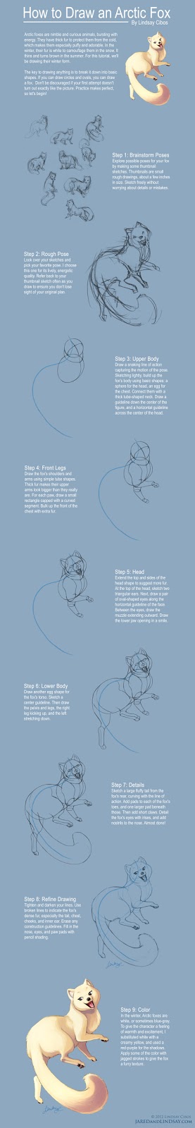 Lindsay Cibos' Art Blog: How to Draw an Arctic Fox