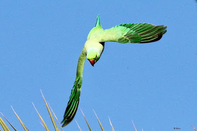 "Rose-ringed Parakeet - Psittacula krameri , in flight."