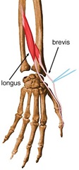 Musculus Extensor Pollicis Longus Med Kom