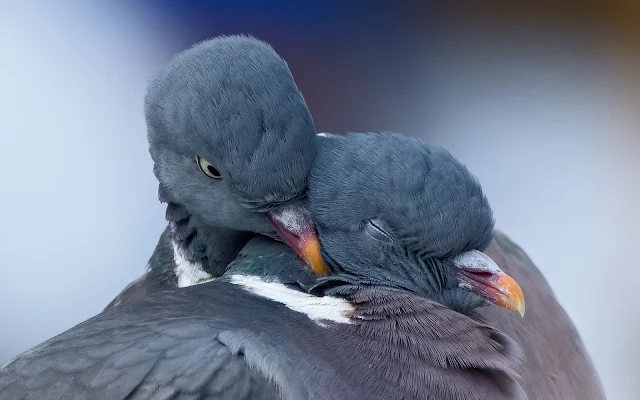 Foto van twee verliefde duiven aan het knuffelen