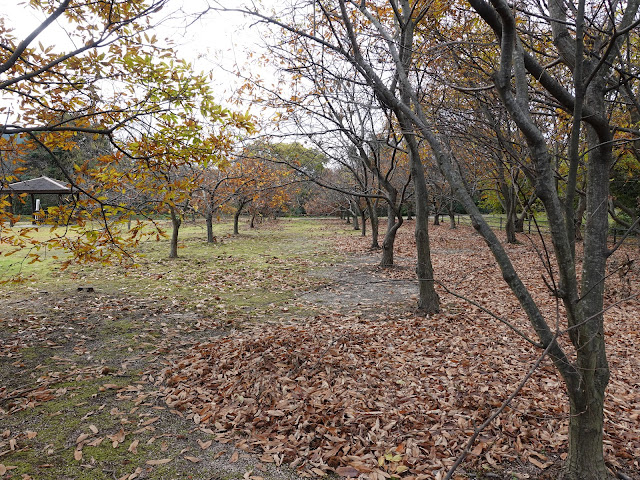 弥生の館むきばんだの芝生け広場　栗林