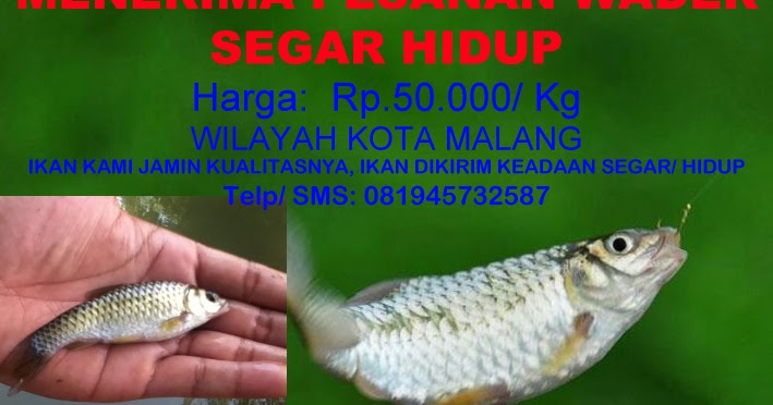 Pembenihan Budidaya dan Pemasok Ikan  Tawar Segar  Jual  