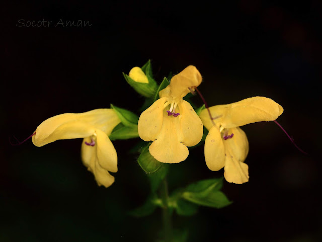 Salvia nipponica