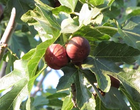 IMG_0013