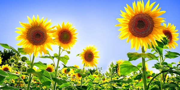 Cara Penanaman Bunga Matahari dan Manfaatnya