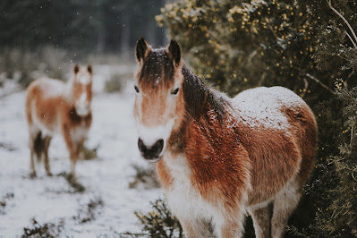wild horses New Forest UK