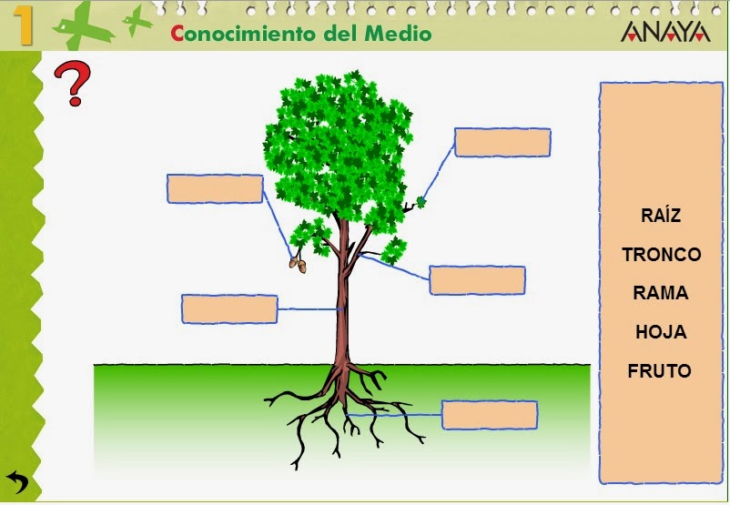  Partes de una planta