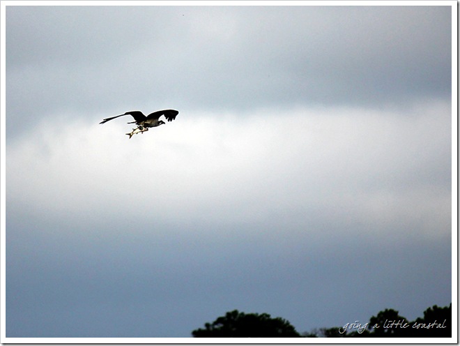 osprey fish2_edited-1