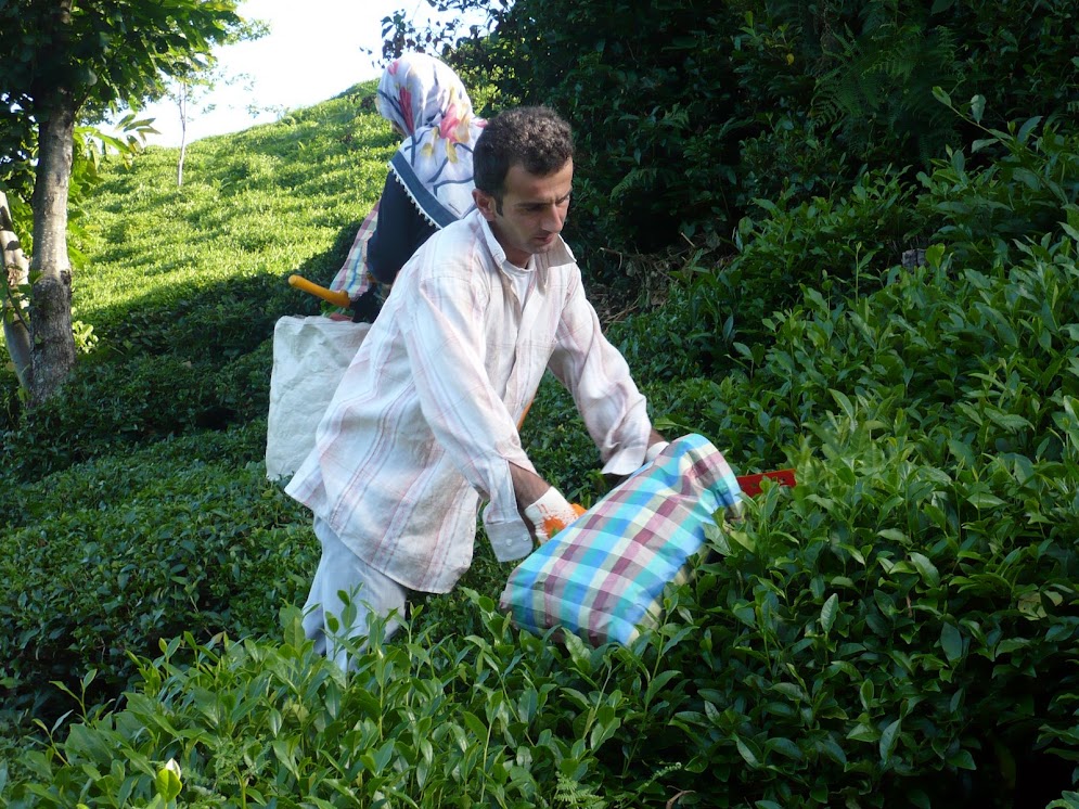 Yaş çay toplama