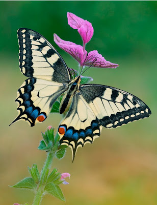 Mariposa de colores sobre las flores silvestres