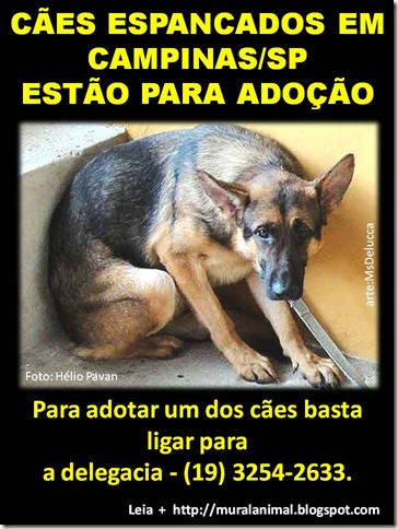 caoespancadoadocao