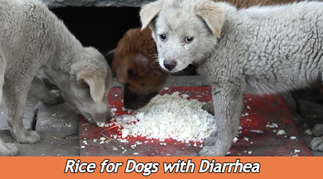 how-much-rice-do-you-give-a-dog-with-diarrhea-image