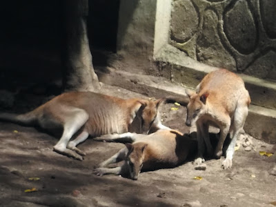 foto wallaby di kebun binatang gembiraloka 01