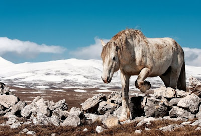 beautiful horses