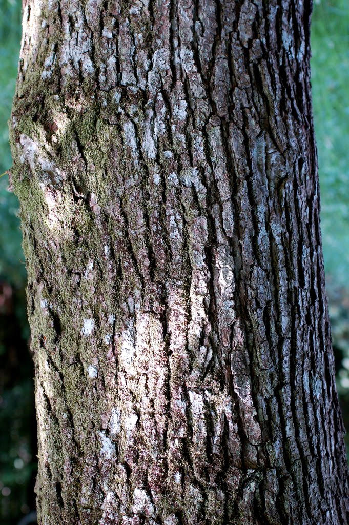 elm tree bark identification. elm tree bark. elm tree
