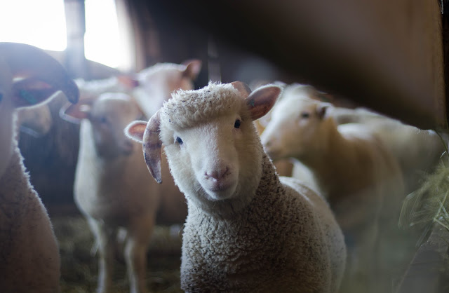 The Top Ten Most Googled Questions About Farm Animals Answered