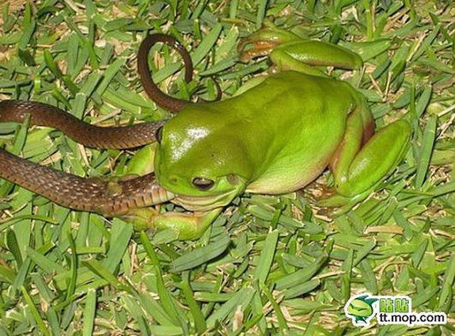cute frog pictures, frog eats mouse, frogs eat snake, carnivorous frog