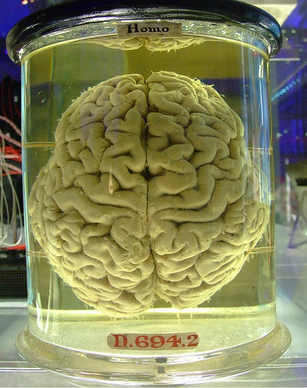 Brain