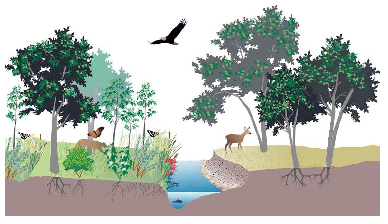 Hubungan Antar Ekosistem  BIOLOGIPEDIA