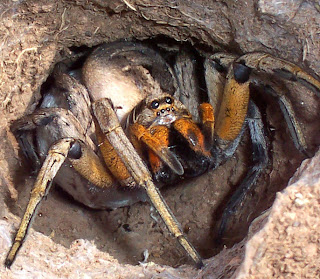 Wolf spider attack position