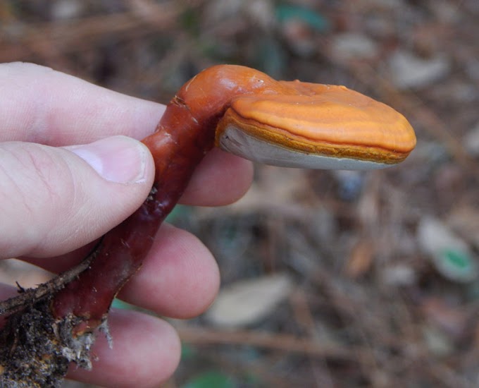 Ganoderma  mushroom training in Pune | Mushroom cultivation training | Biobritte mushroom center