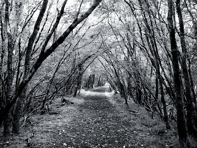 Black and White forest path wallpaper, Black and White monument valley tree