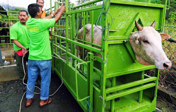 Orang Barat Terkejut Dengan Cara Islam Menyembelih Sapi