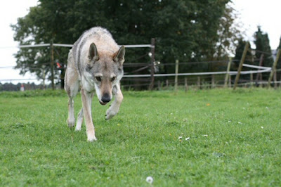 Vito, Tsjechoslowaakse wolfhond