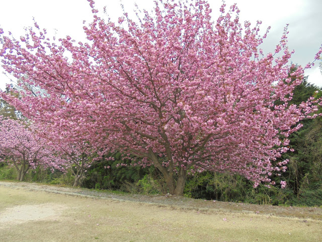 これ以上無いというほどに花を付けた牡丹桜