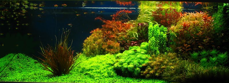 Dutch Aquascaping Style