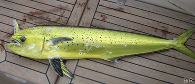 85cm_Mahi_Mahi
