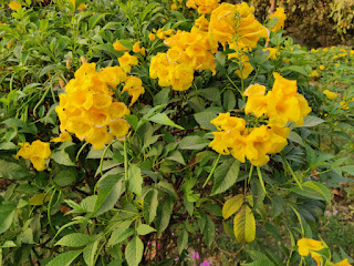 Tecoma stand, yellow Elder