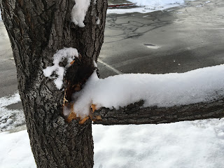 Included Bark Creates Weak Spots in Fruit Trees