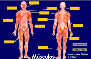 http://www.ceiploreto.es/sugerencias/averroes/educativa/musculos.html