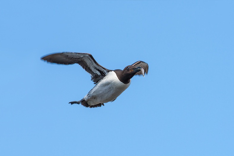 Guillemot