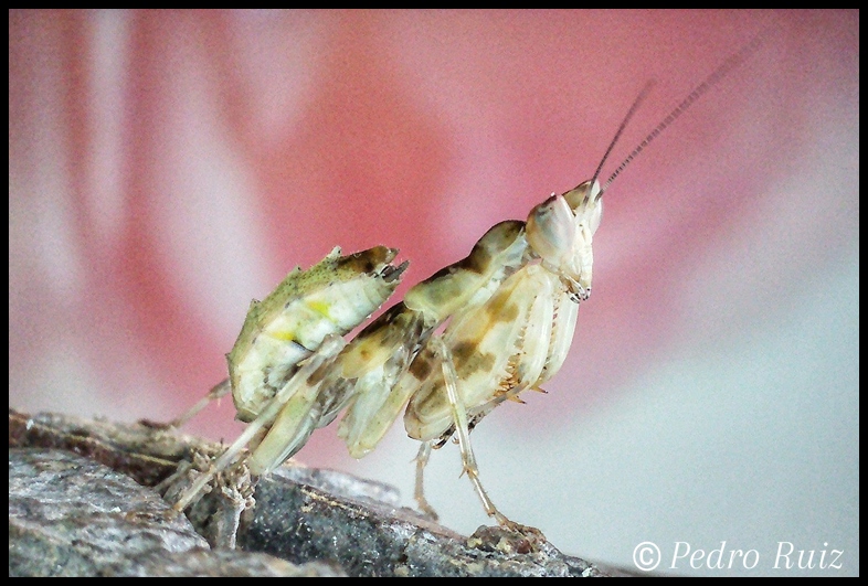 Ninfa hembra L5 de Creobroter sp. "Yunnan"