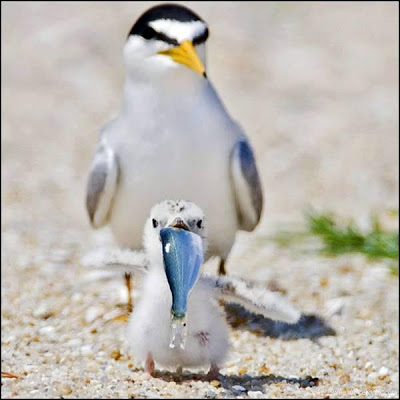 funny_picture_baby_bird