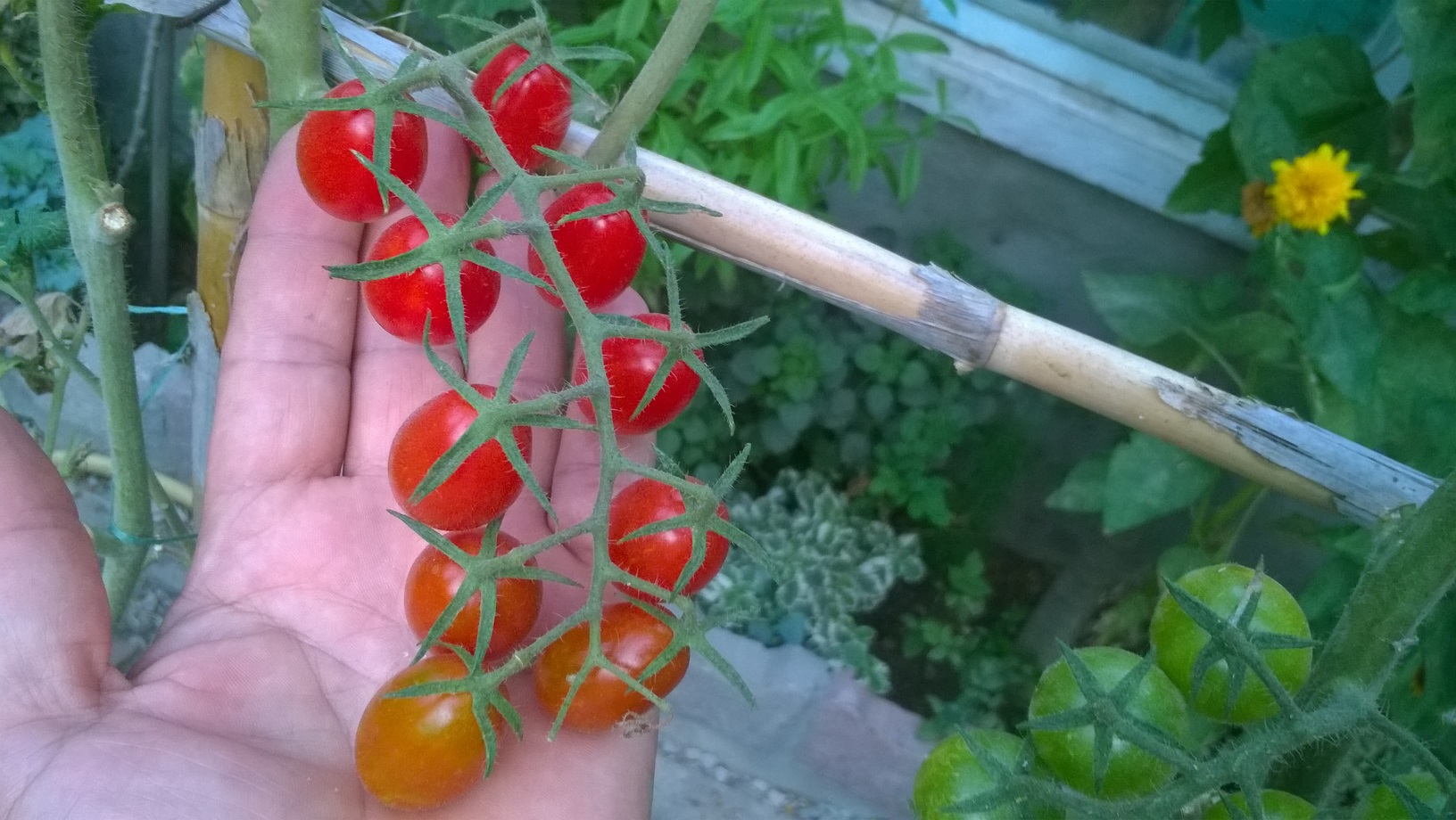 Once tomatoes start ripening, check plants each day and pick those that are ready