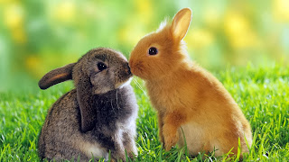 Pasangan kelinci berciuman