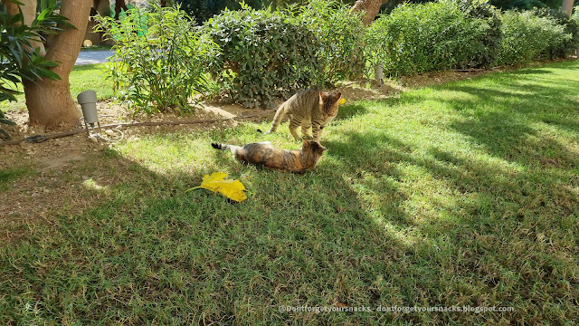 Cats of Greece