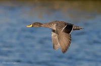 Yellow-billed duck - Birds In Flight Photography Cape Town with Canon EOS 7D Mark II Copyright Vernon Chalmers