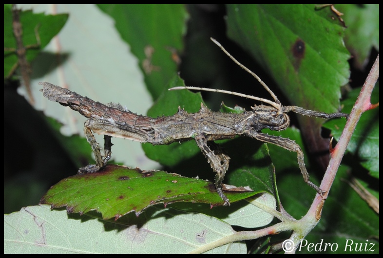 Ninfa hembra L1 de Haaniella echinata, 3,5 cm de longitud