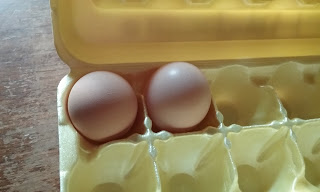 carton of two eggs