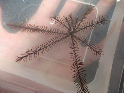 featherstar crinoid