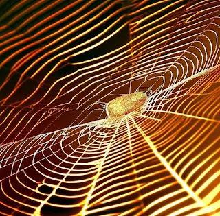 Golden Silk Web